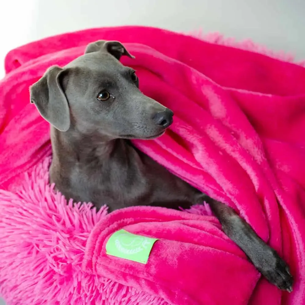 Kuscheldecke für Hunde "Blankie" - neon Farben